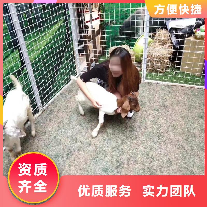 马戏团/羊驼 观赏性羊驼租赁品质保证