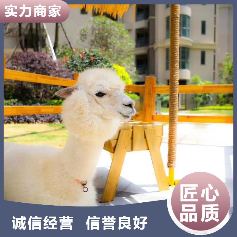 马戏团/羊驼 美人鱼表演技术比较好