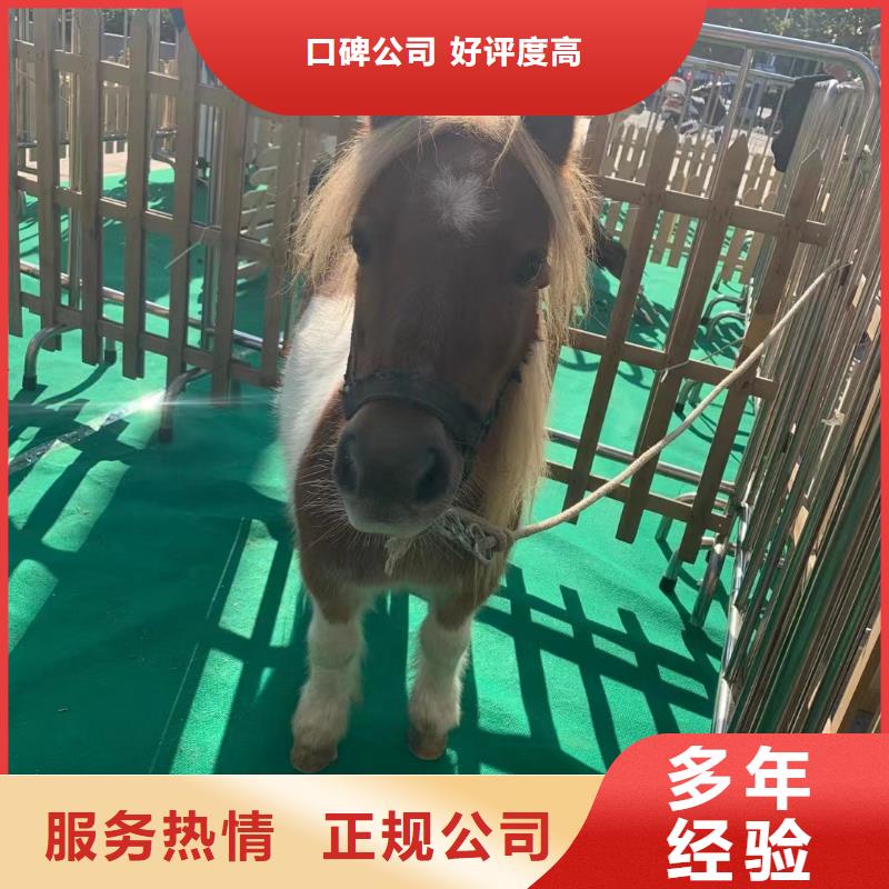 马戏团/羊驼小马戏出租匠心品质