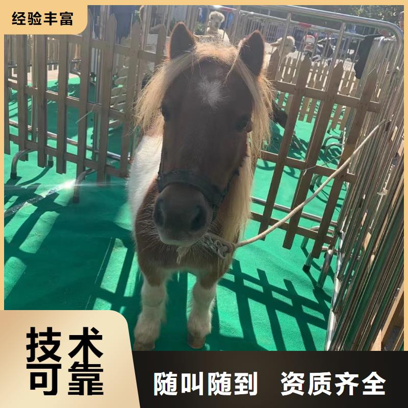 马戏团/羊驼小马戏出租匠心品质