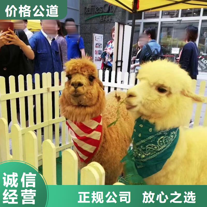 马戏团/羊驼商场马戏表演出租服务周到