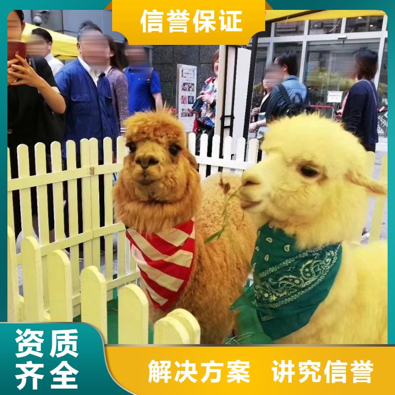 马戏团/羊驼鹦鹉表演多年行业经验