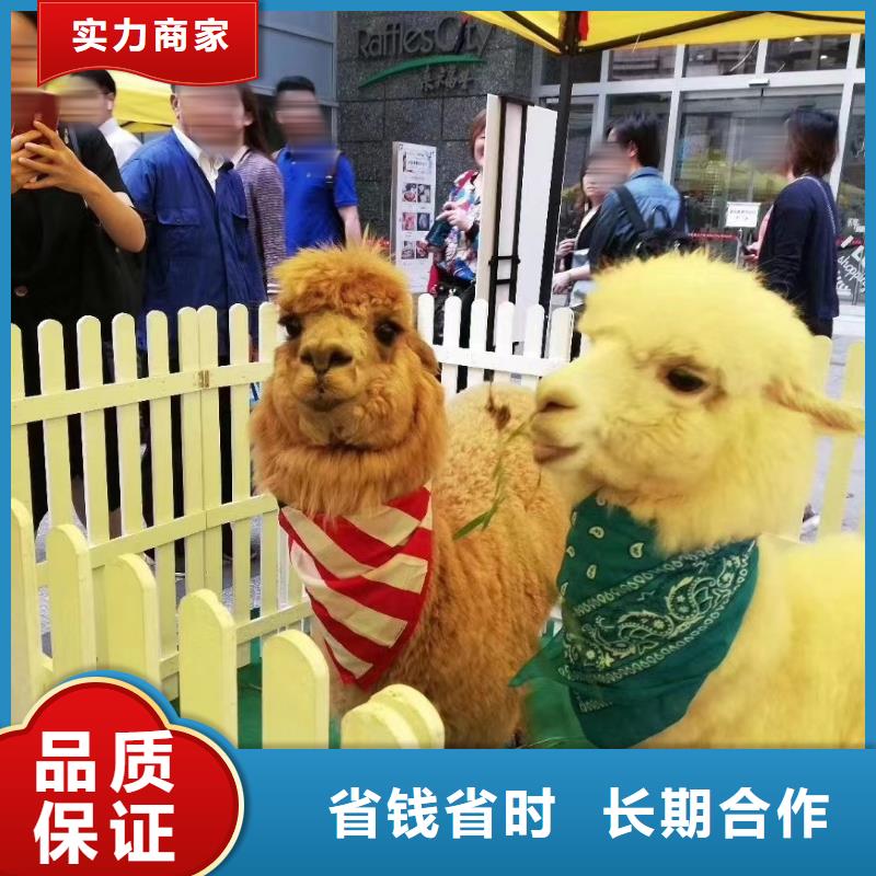 马戏团/羊驼企鹅租赁多年经验