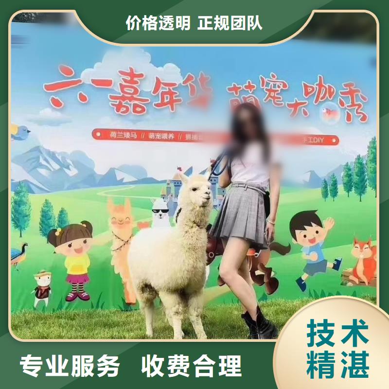 马戏团/羊驼出租羊驼方便快捷