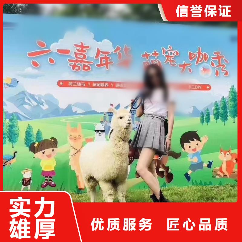 马戏团/羊驼-美人鱼表演讲究信誉