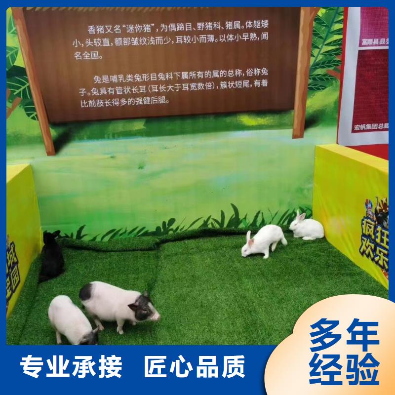 马戏团/羊驼 观赏性羊驼租赁品质保证
