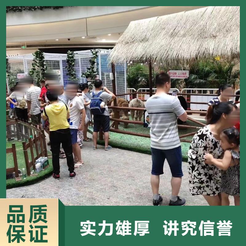 马戏团/羊驼,环球飞车表演出租一站式服务