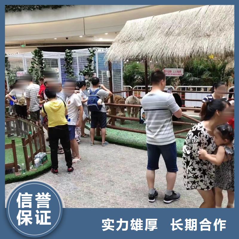 马戏团/羊驼杂技表演技术可靠
