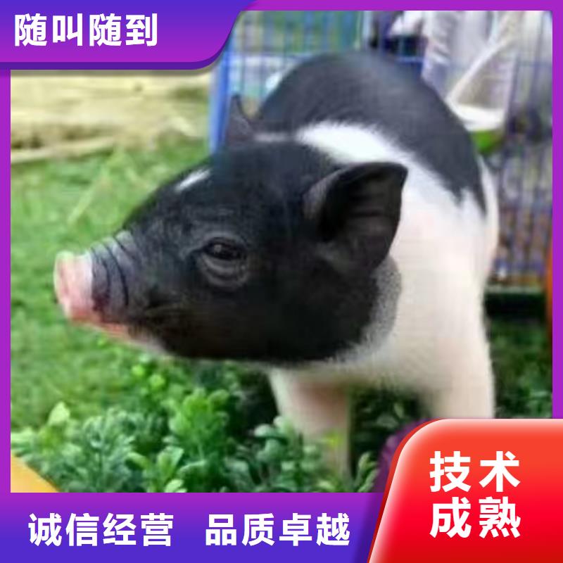 【马戏团/羊驼死轮表演专业团队】