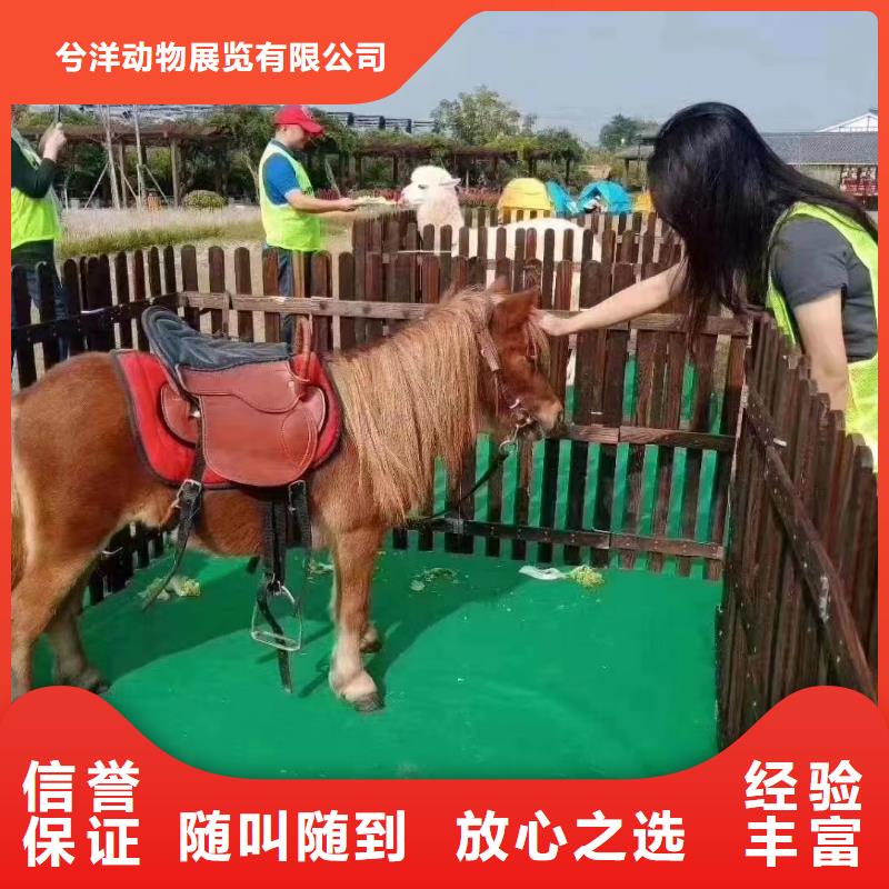 杂技表演-视频-汕尾市杂技表演-【本土】可服务区域陆河|海丰|中山|深圳|梅州|汕头|云浮|阳江