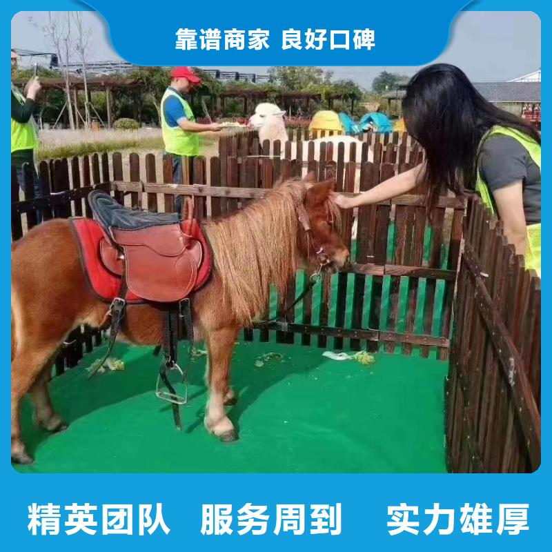 马戏团/羊驼美人鱼表演实力商家