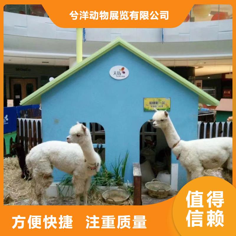 马戏团/羊驼-表演动物出租多年经验