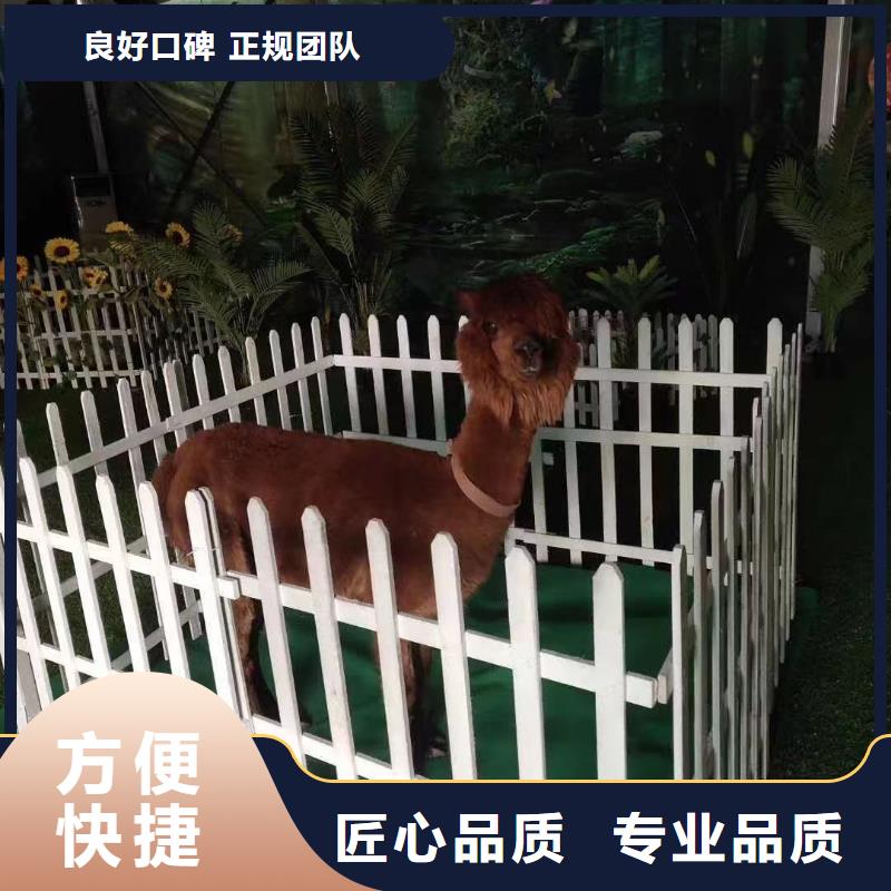 马戏团/羊驼 企鹅出租多家服务案例
