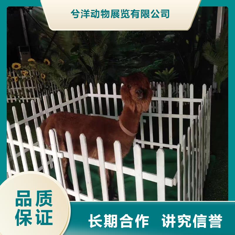 马戏团/羊驼【企鹅表演出租】实力强有保证