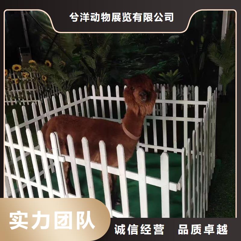 马戏团/羊驼【马戏团表演出租租赁】多年经验