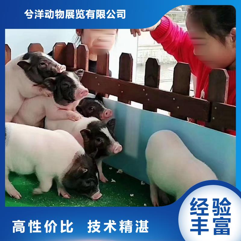 马戏团/羊驼【海狮表演出租】质量保证