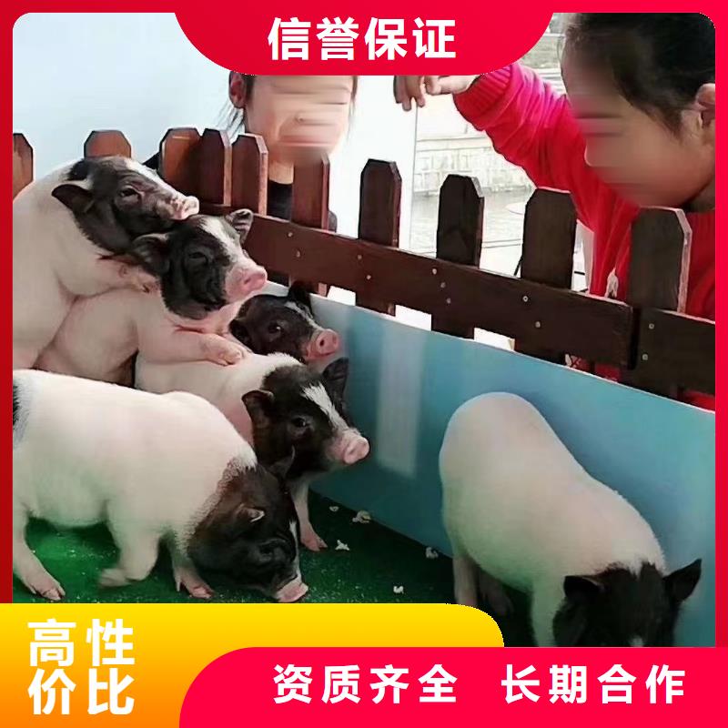 马戏团/羊驼 景区杂技表演专业品质