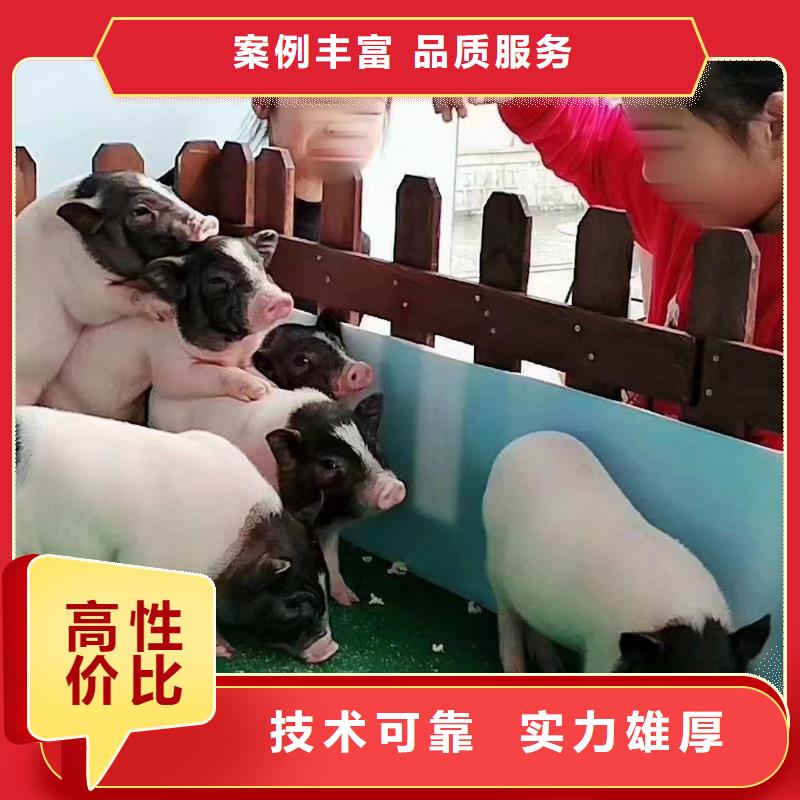 马戏团/羊驼景区杂技表演有实力