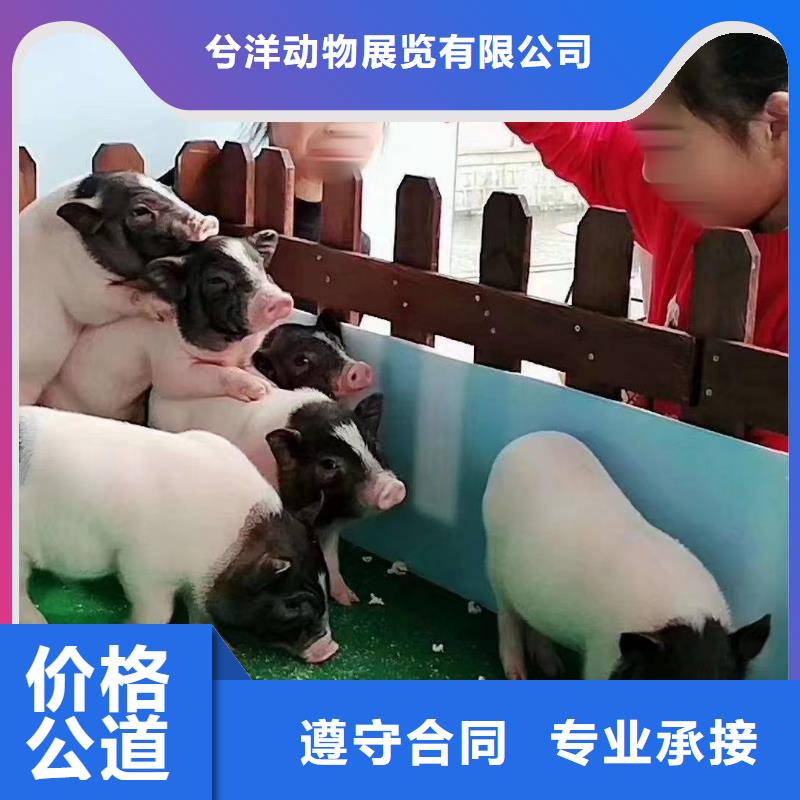 马戏团/羊驼【海狮表演】从业经验丰富