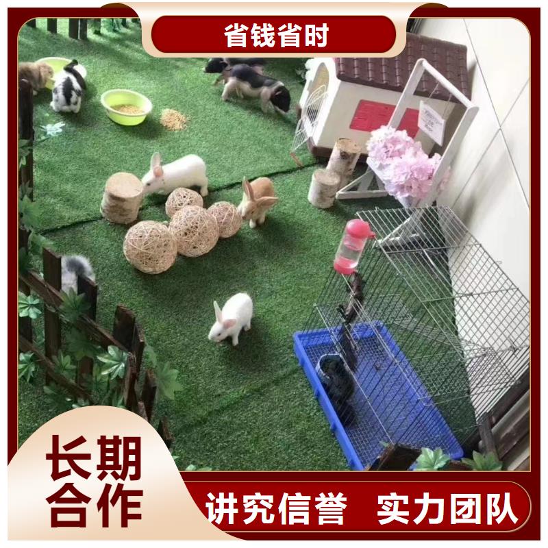 马戏团/羊驼_企鹅出租正规团队