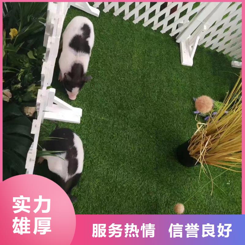 马戏团/羊驼海狮表演出租品质优