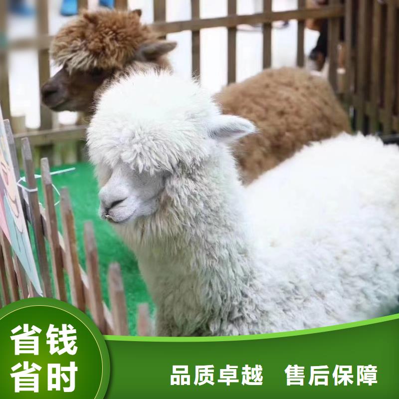马戏团/羊驼海狮表演出租品质优