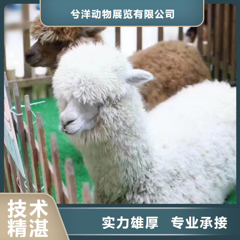 马戏团/羊驼 马戏团表演出租租赁诚信放心