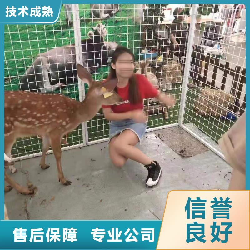 马戏团/羊驼-【马戏团表演出租】注重质量