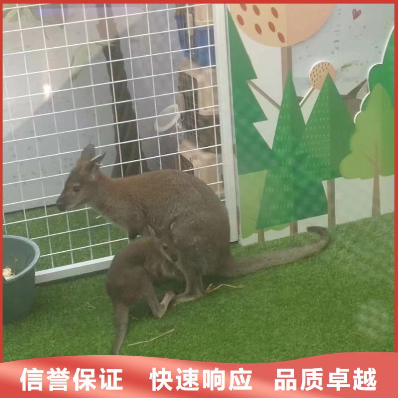 杂技表演视频-杂技表演(兮洋)覆盖地域云南省德宏|西双版纳|大理|迪庆|玉溪
