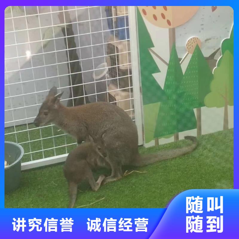 杂技表演视频-杂技表演|辽宁省抚顺市|顺城|望花|鞍山|沈阳|营口|大连