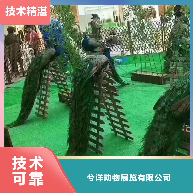 马戏团/羊驼 景区杂技表演专业品质