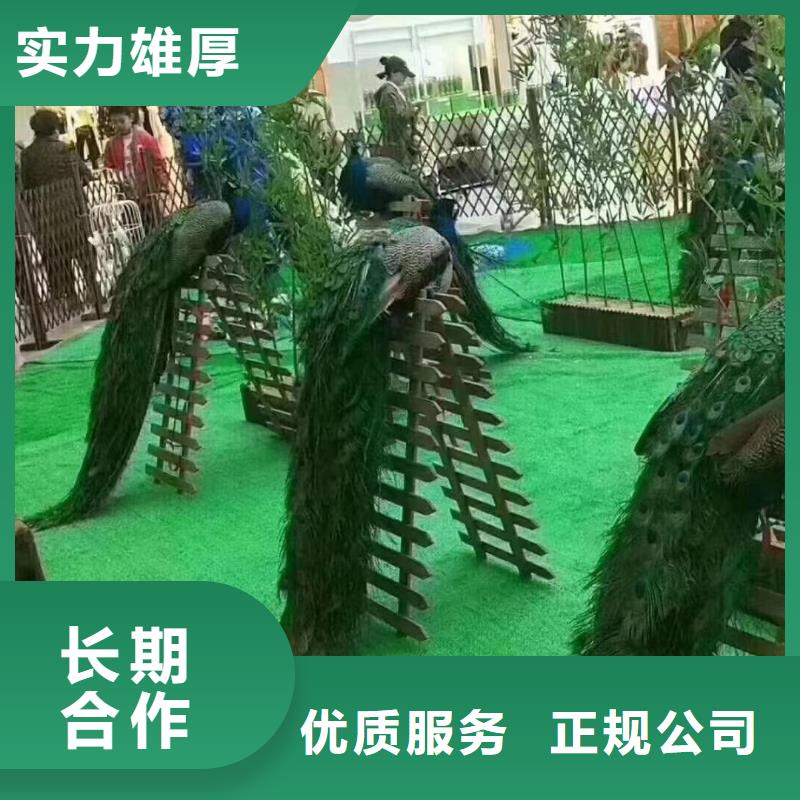 马戏团/羊驼 企鹅出租多家服务案例