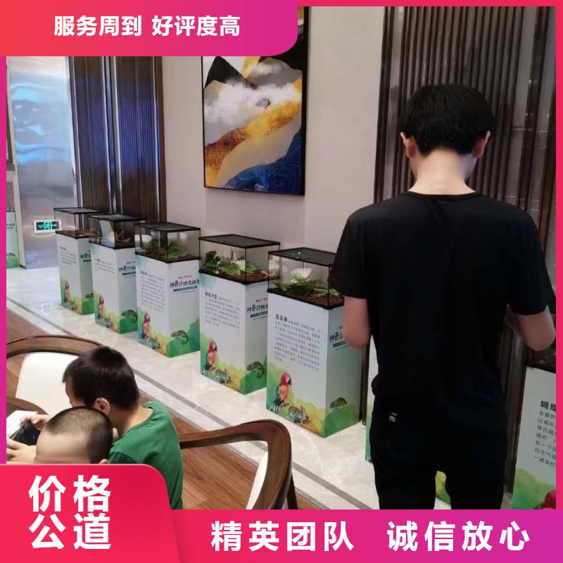 马戏团/羊驼,【出租海狮表演】解决方案