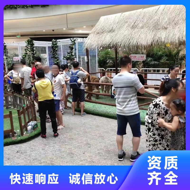 马戏团/羊驼,环球飞车表演出租一站式服务