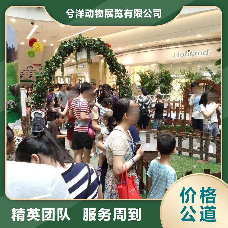 马戏团/羊驼马戏团表演出租租赁解决方案