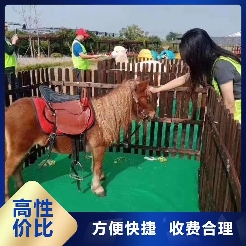 马戏团/羊驼【马戏团表演出租租赁】多年经验