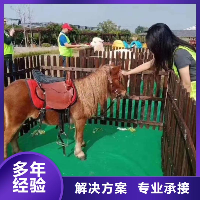 马戏团/羊驼-美人鱼表演品质优