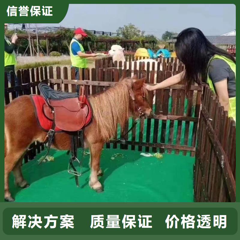 马戏团/羊驼出租羊驼服务热情