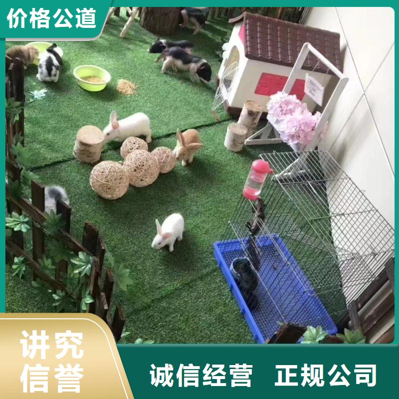 马戏团/羊驼【马戏团出租 】省钱省时