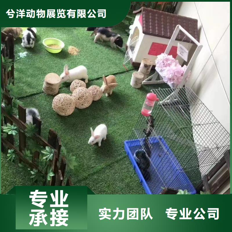 马戏团/羊驼【海狮表演租赁】价格透明