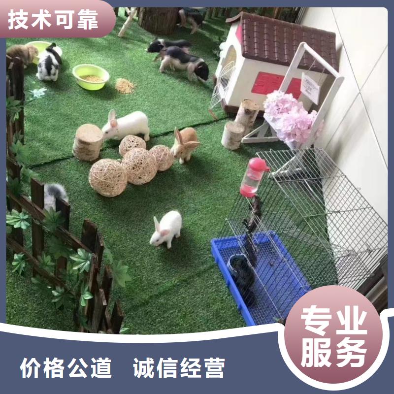 马戏团/羊驼商场马戏表演出租技术比较好