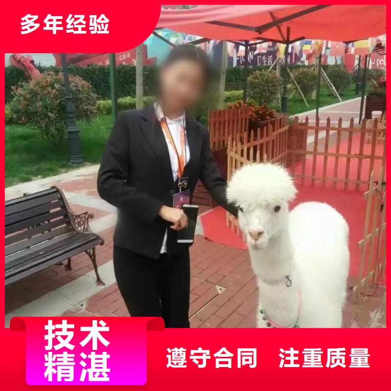 马戏团/羊驼小马戏表演出租欢迎合作