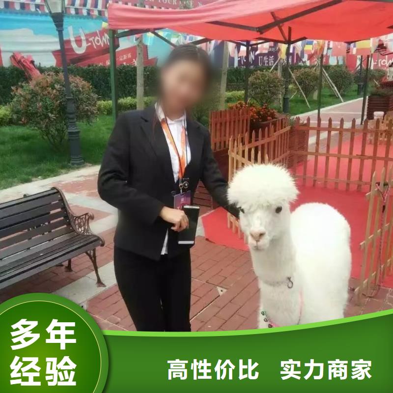【马戏团/羊驼】-美人鱼表演出租遵守合同