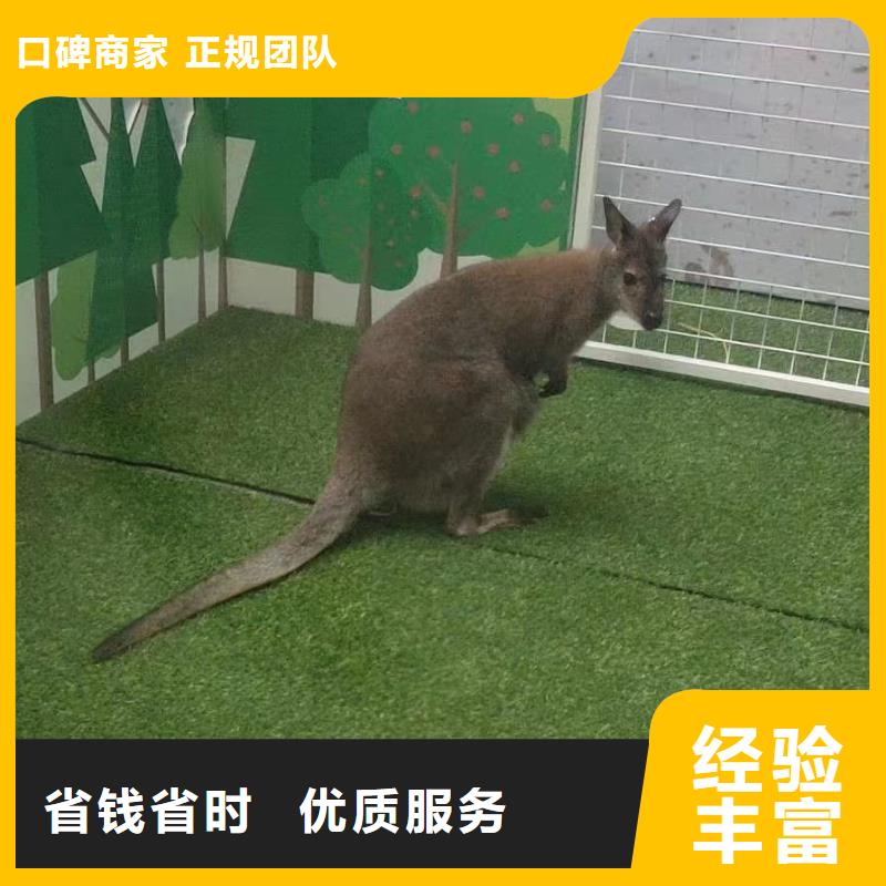 杂技表演视频-杂技表演-浙江省金华市(当地)生产商-磐安|婺城|宁波|嘉兴|舟山|丽水|台州