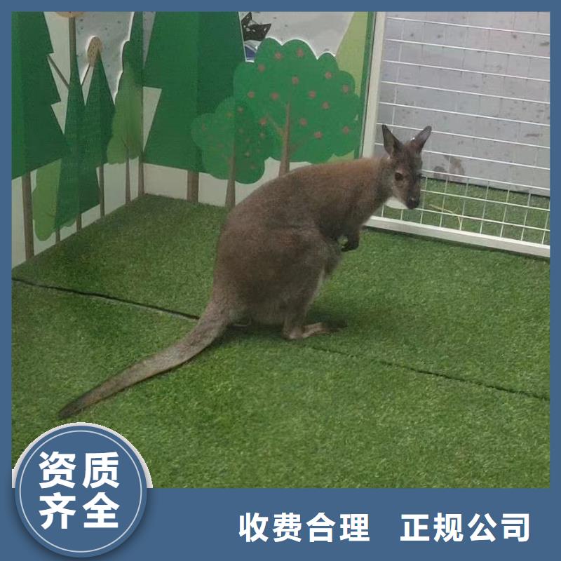 马戏团/羊驼-羊驼出租信誉良好