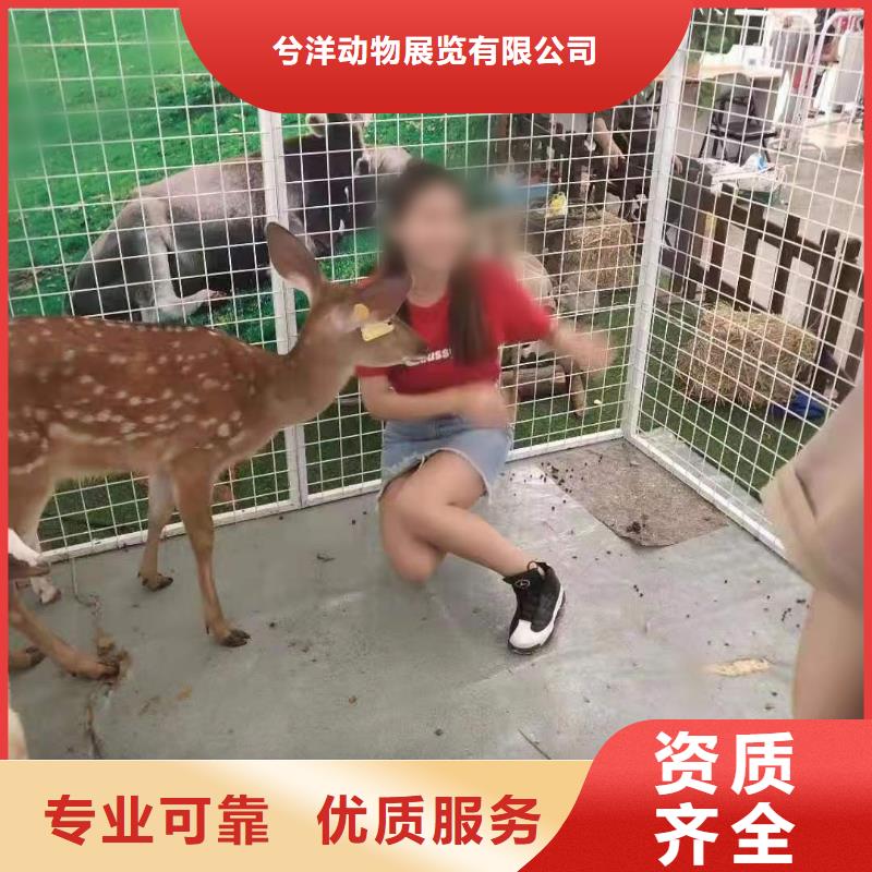 马戏团/羊驼_驯兽表演有实力