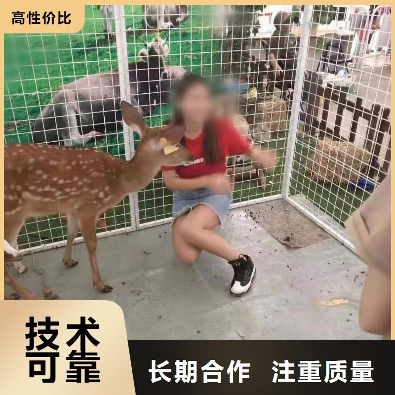 【马戏团/羊驼-羊驼出租专业公司】