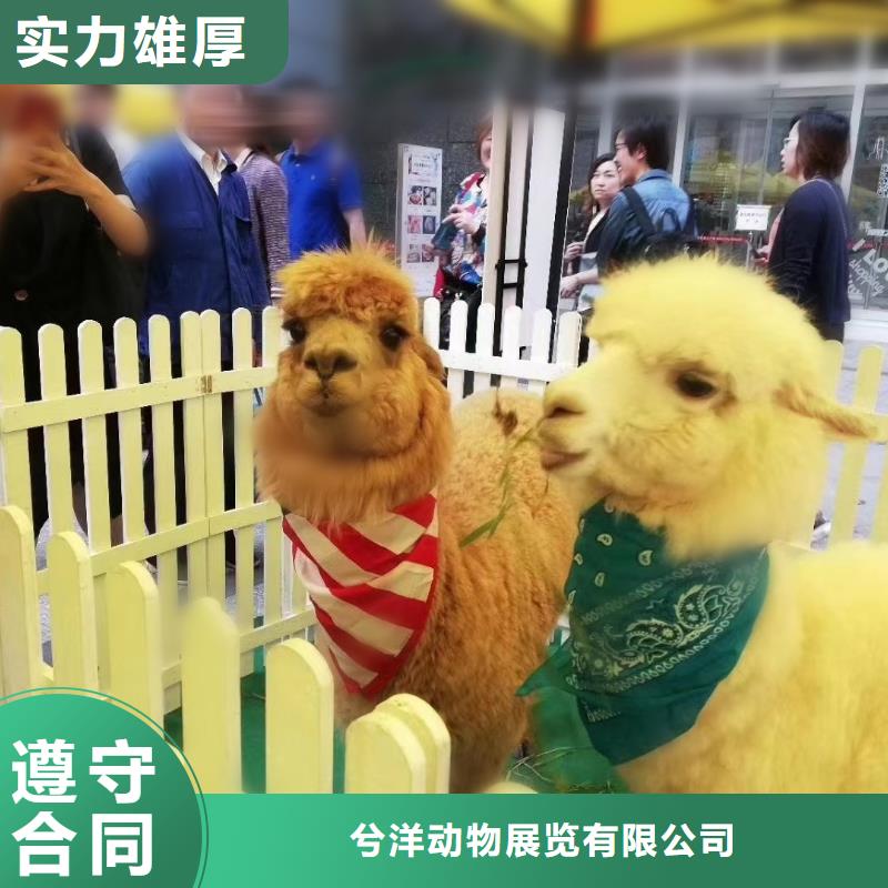 马戏团/羊驼海狮演出服务至上