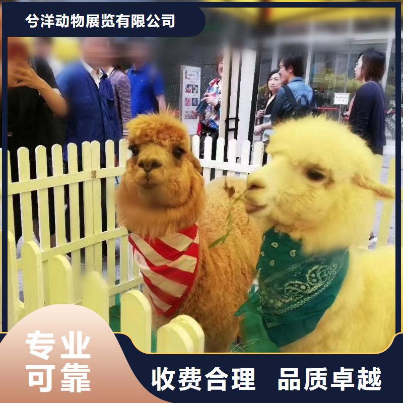 马戏团/羊驼美人鱼表演有实力