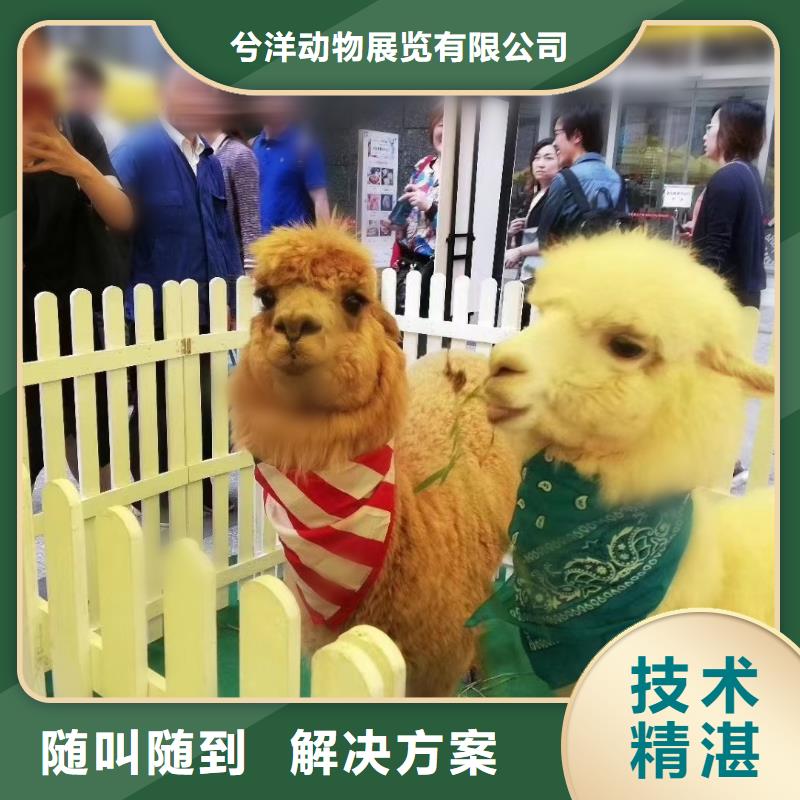 马戏团/羊驼杂技表演技术可靠